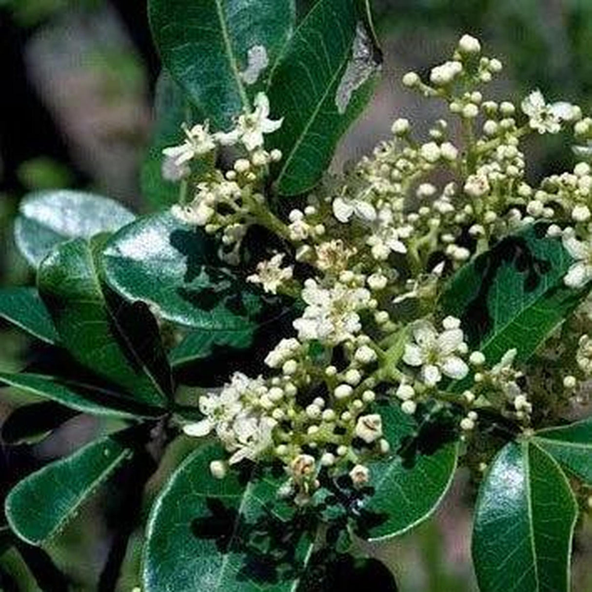 Close-up of small white flowers and dark green leaves on a FLINDERSIA collina (Leopard Ash) - Ex Ground branch, ideal for enhancing landscape projects.-Nursery Near Me