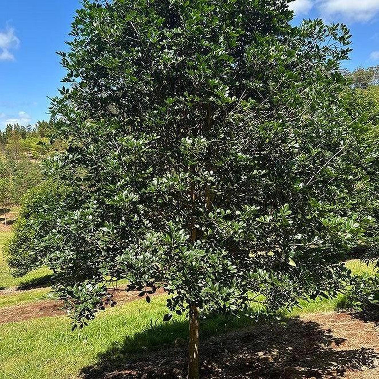 A lush FLINDERSIA collina (Leopard Ash) - Ex Ground graces a sunny hillside, enhancing landscape projects beneath a blue sky with scattered clouds.-Nursery Near Me