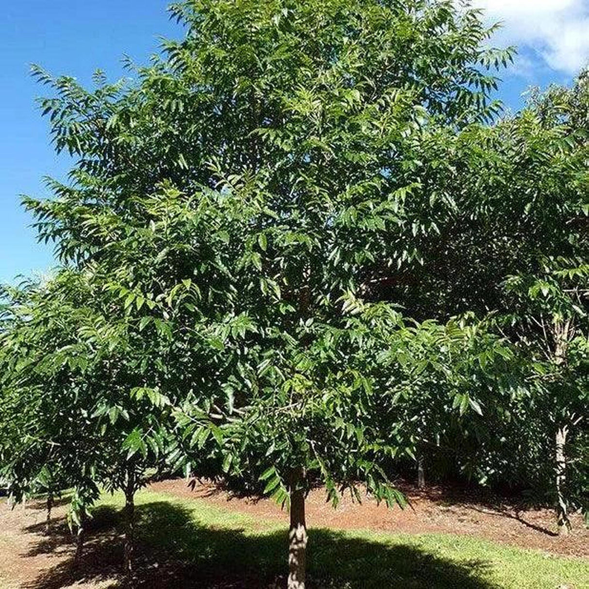 The FLINDERSIA xanthoxyla (Yellow Ash) - Ex Ground stands lush and green under a blue sky, ideal for enhancing landscape projects.-Nursery Near Me