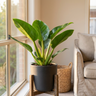 Fat Boy Philodendron