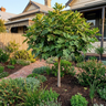Fig ‘Preston Prolific’