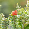 Fiji Fire Metrosideros