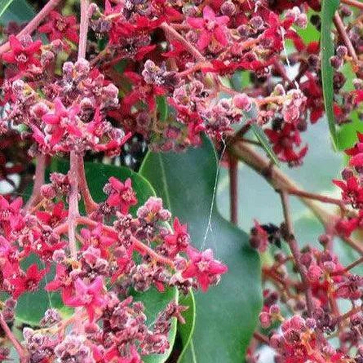 Close-up of vibrant red, star-shaped flowers of Flindersia pimenteliana (Rose Silkwood) with green leaves in the background, adding instant landscape value.-Nursery Near Me