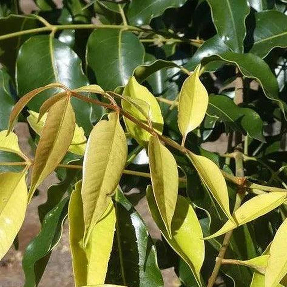 A close-up of green and yellow leaves of the Flindersia pimenteliana (Rose Silkwood) in sunlight instantly enhances any gardens landscape value.-Nursery Near Me