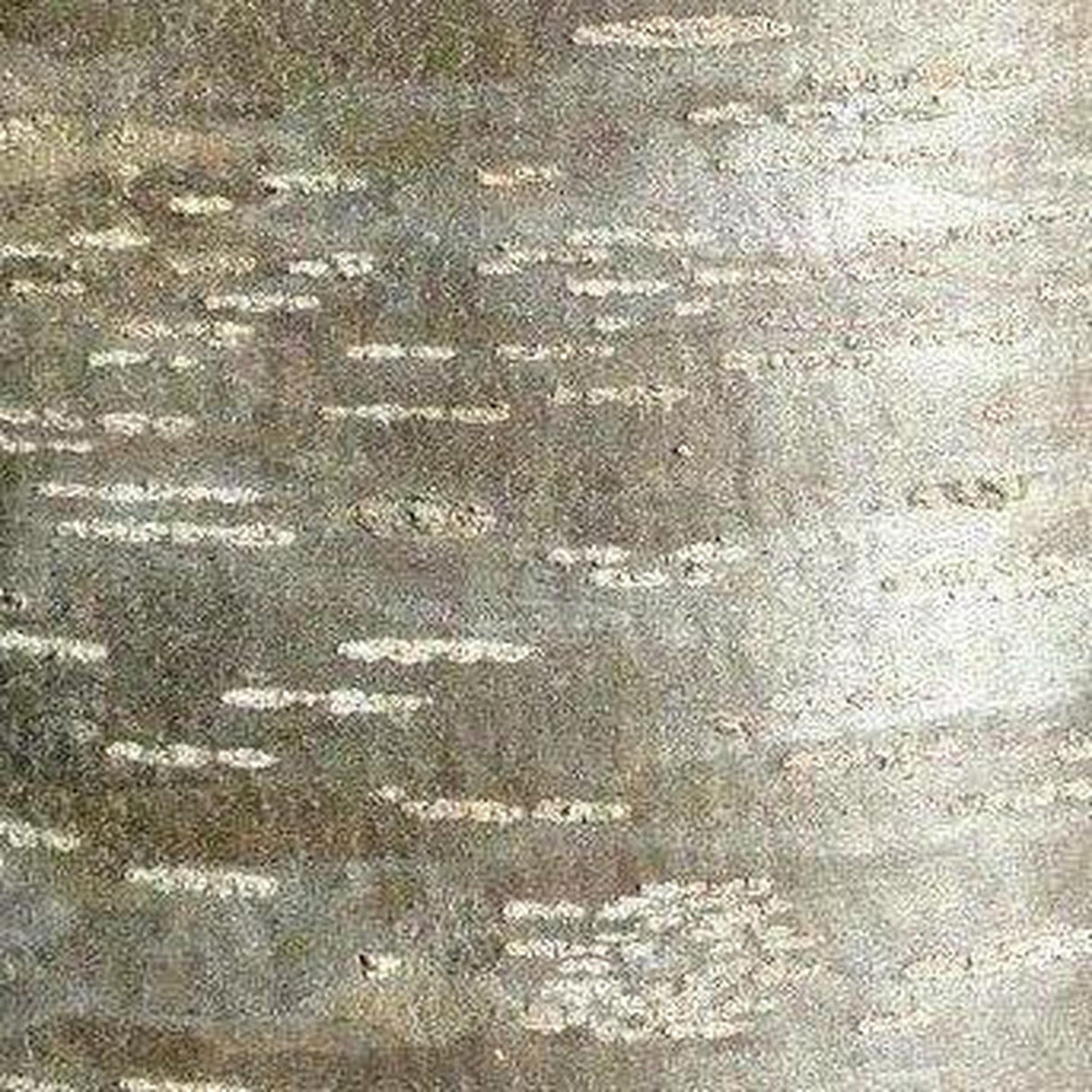 Close-up of birch bark with horizontal lines and rough texture in gray and white hues enhances landscape value, similar to Flindersia pimenteliana (Rose Silkwood) - Ex Ground.-Nursery Near Me