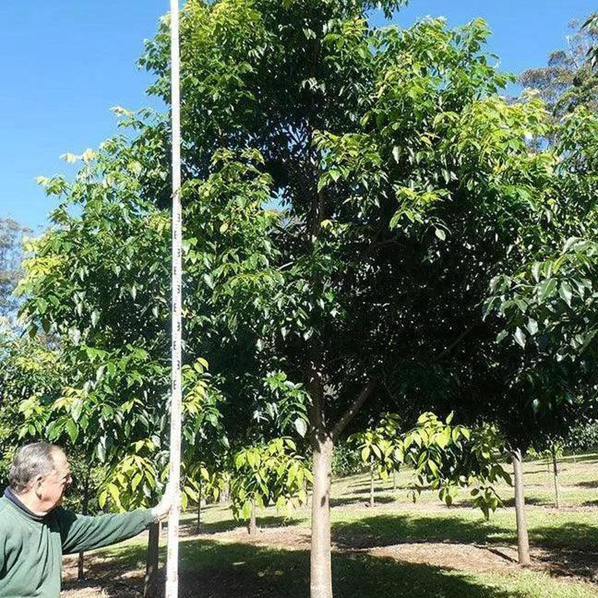 In a sunny park, a man uses a tall pole to measure the height of a Flindersia pimenteliana (Rose Silkwood) - Ex Ground tree, appreciating its instant landscape enhancement.-Nursery Near Me
