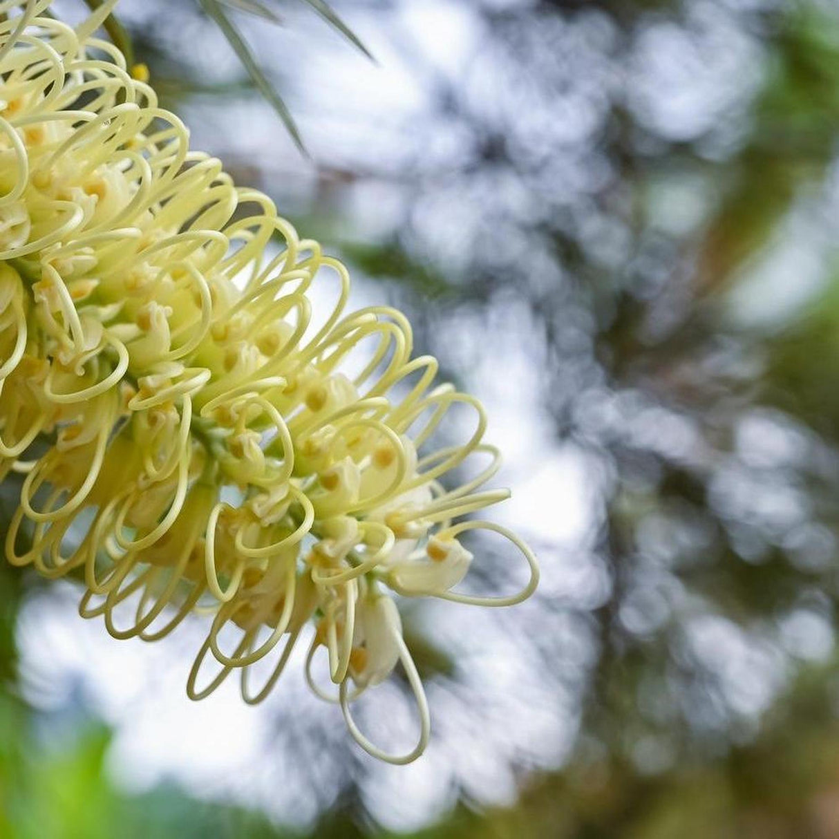 A close-up of a pale yellow GREVILLEA baileyana (Baileys Grevillea) - Ex Ground flower features curly petals against a blurred natural background, making an instant impact.-Nursery Near Me
