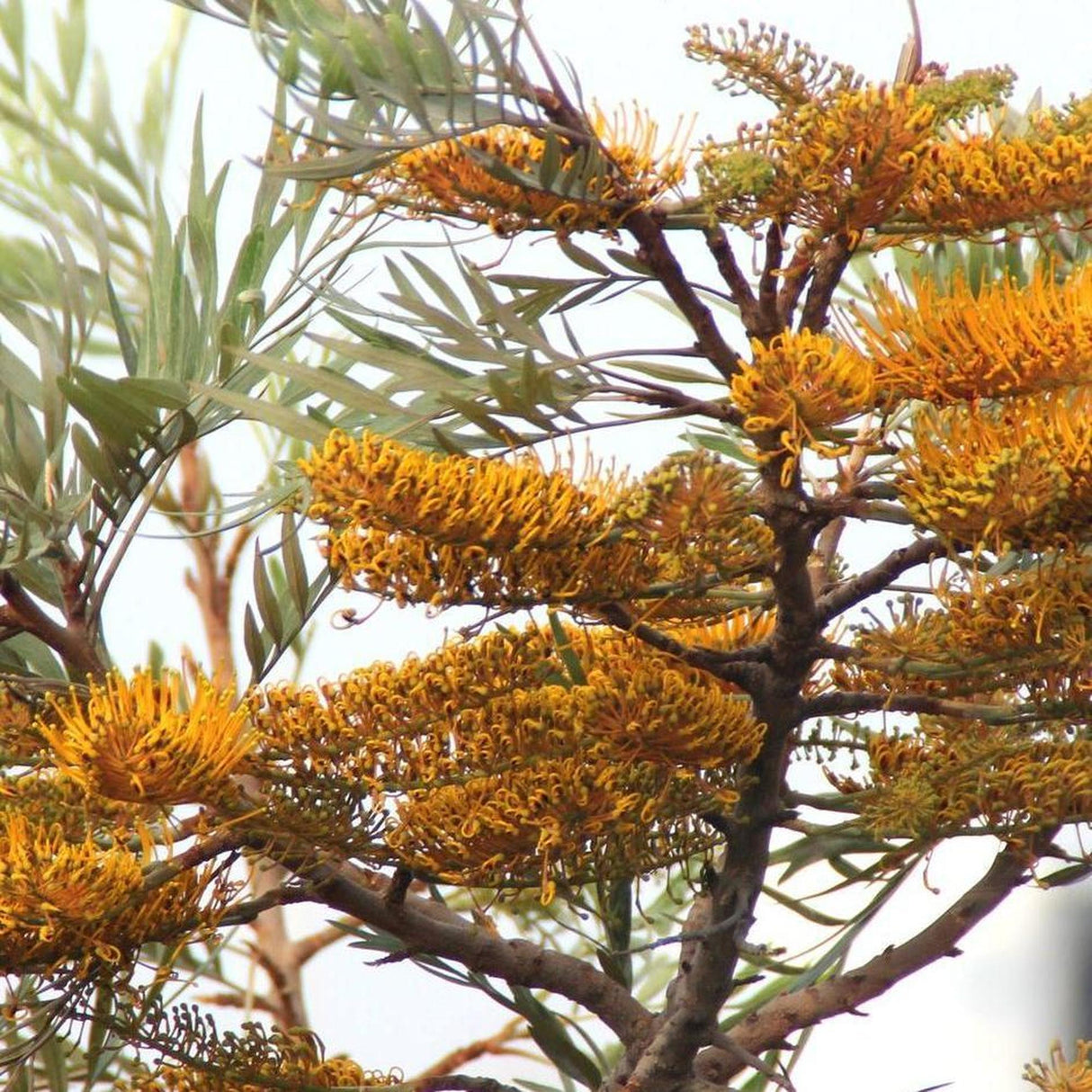 The GREVILLEA robusta (Silky Oak) - Ex Ground features stunning yellow flowers with long, thin petals and slender green leaves that contrast beautifully against a light sky, making it perfect for landscape projects.-Nursery Near Me