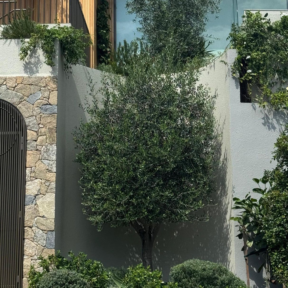 The Garden Design Consultation has transformed the outdoor space, artfully arranging trees and shrubs against stone and white plaster walls in a beautifully landscaped garden.-Nursery Near Me