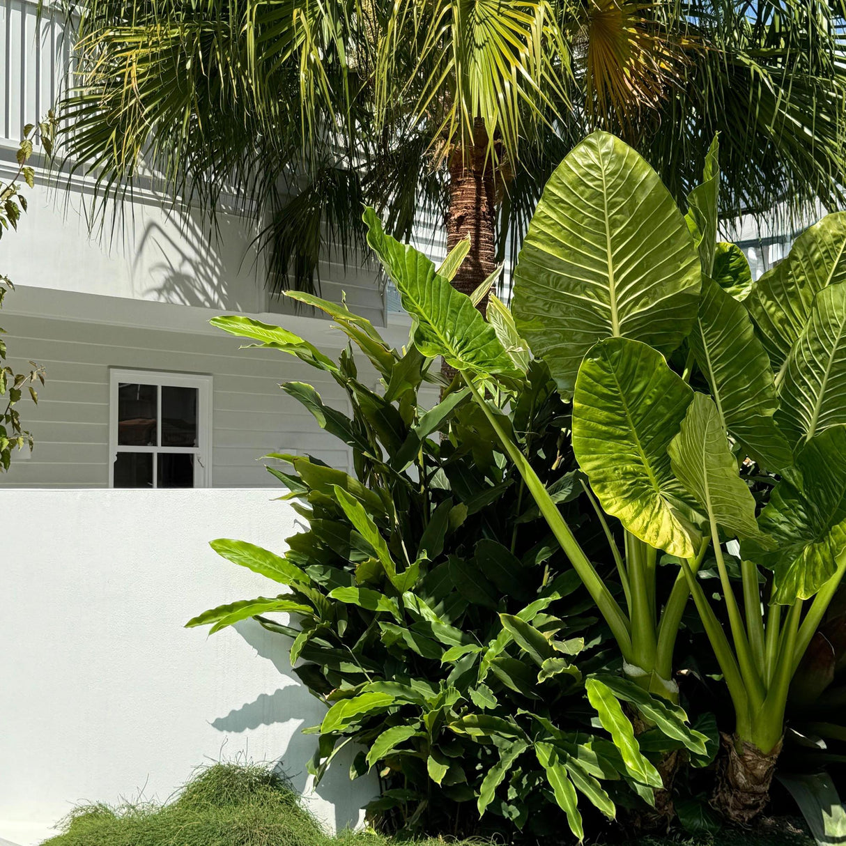 Lush green tropical plants and palm trees flourish beside a white building with a small window, highlighting the expert touch from our Garden Design Consultation.-Nursery Near Me