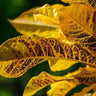 Gold Dust Croton