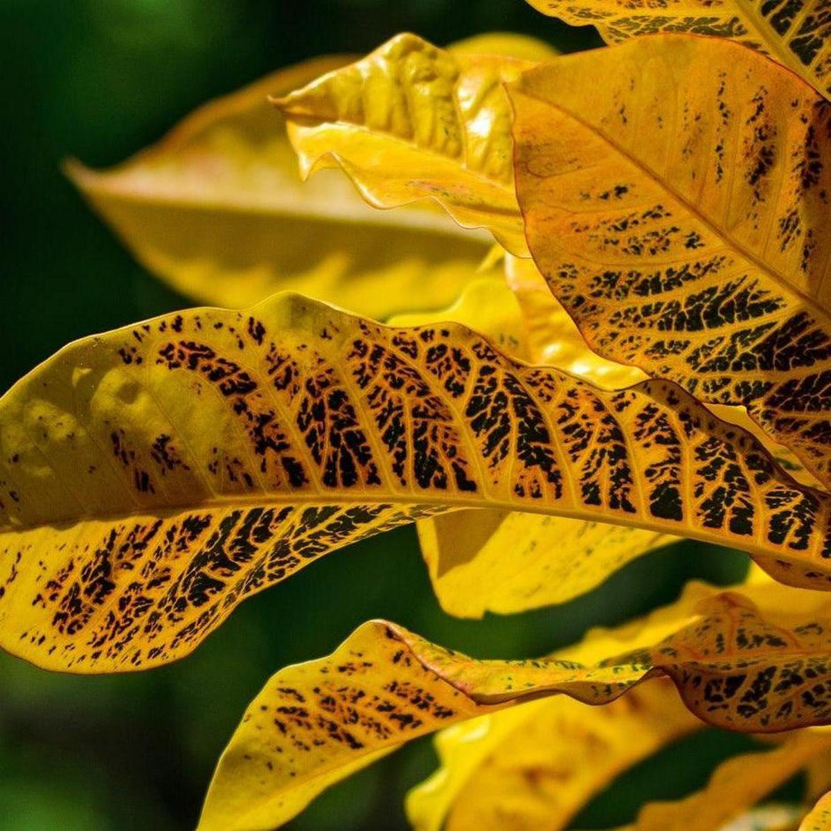 Sunlit bright yellow leaves with dark veins stand out against a green blur, Gold Dust Croton (Codiaeum variegatum 'Gold Dust') is a striking, air-purifying tropical houseplant.