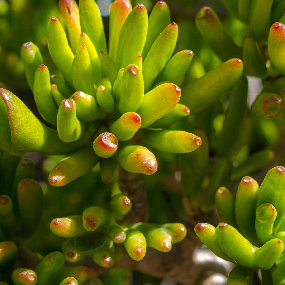 skinny fingers jade plant Gollum Jade - Crassula 'Gollum'