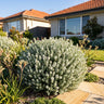 Grey Box™ Coastal Rosemary