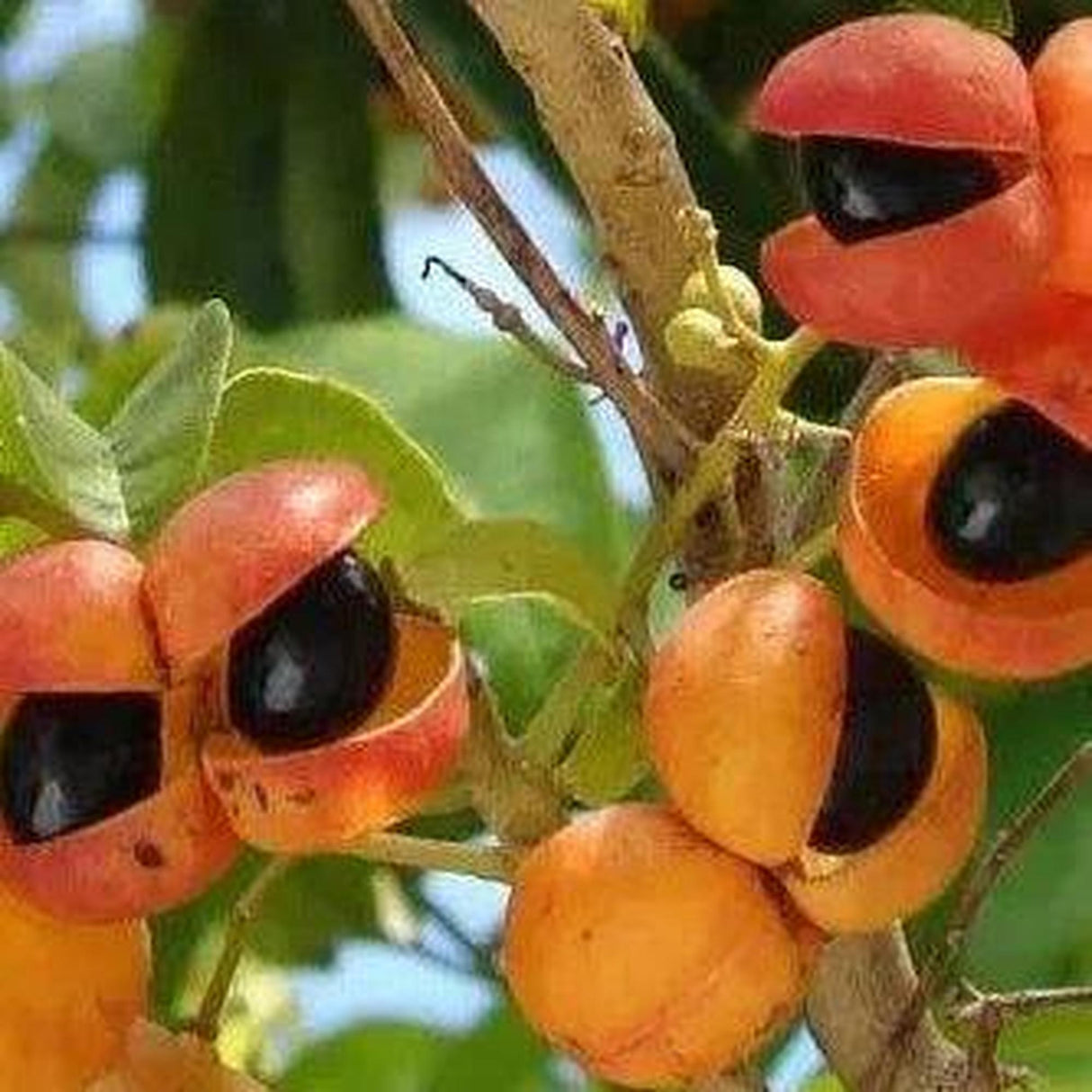 HARPULLIA pendula (Tulipwood) - Ex Ground displays glossy black seeds within open red pods on tree branches, a striking example of natures artistry suitable for advanced tree landscape projects.-Nursery Near Me