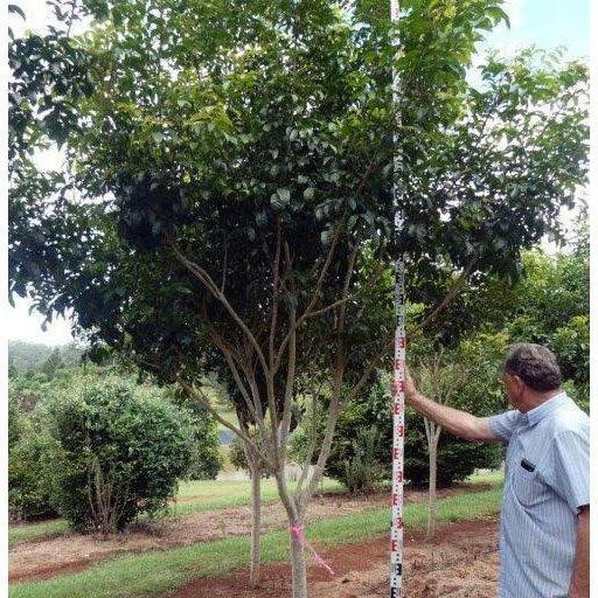 A man measures the height of a HARPULLIA pendula (Tulipwood) in his garden with a large ruler, ideal for landscape projects.-Nursery Near Me