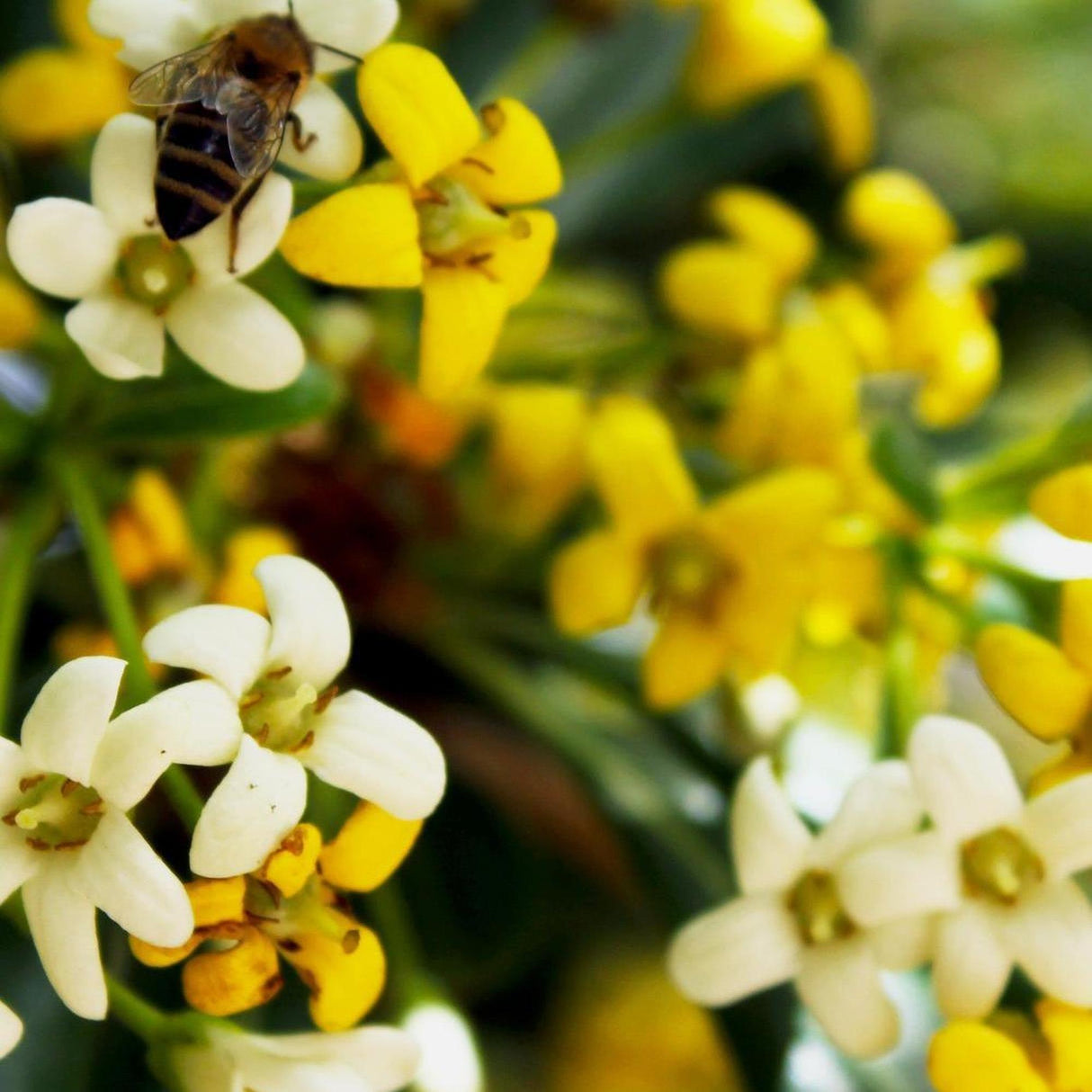 A bee buzzes around the white and yellow blooms of the HYMENOSPORUM flavum (Native Frangipani) - Ex Ground, set against lush green leaves. This plant attracts pollinators and offers instant impact with its vibrant flowers and low water needs.-Nursery Near Me