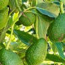 Hass Avocado Tree