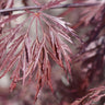 Inaba Shidare Japanese Maple Tree