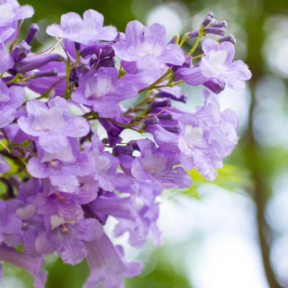 A close-up of blooming JACARANDA mimosifolia (Blue Jacaranda) flowers against a blurred green and blue backdrop, providing perfect inspiration for landscape projects or innovative urban design.-Nursery Near Me