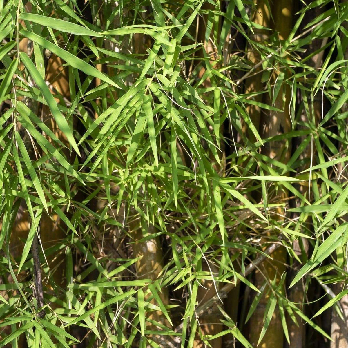jade bamboo plant Jade Goddess Bamboo - Bambusa boniopsis