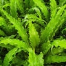Japanese Birds Nest Fern