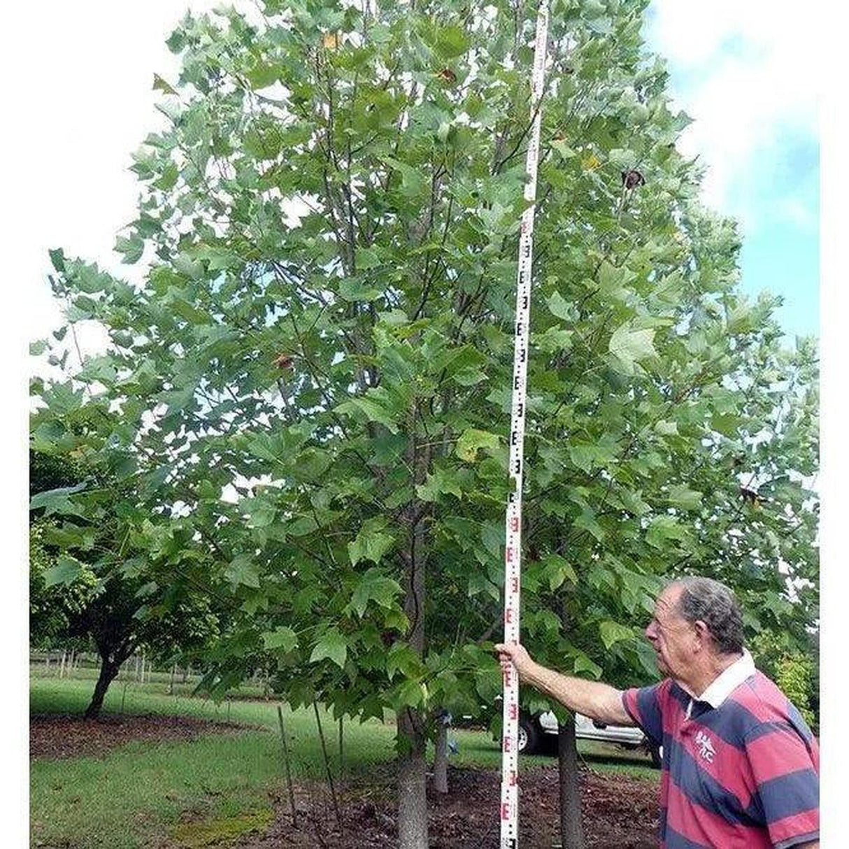 A man uses a LIRIODENDRON tulipifera (Tulip Tree) - Ex Ground measuring stick in a grassy area, aiding precise landscape project planning.-Nursery Near Me