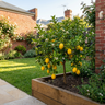 Lemonicious Lemon Tree
