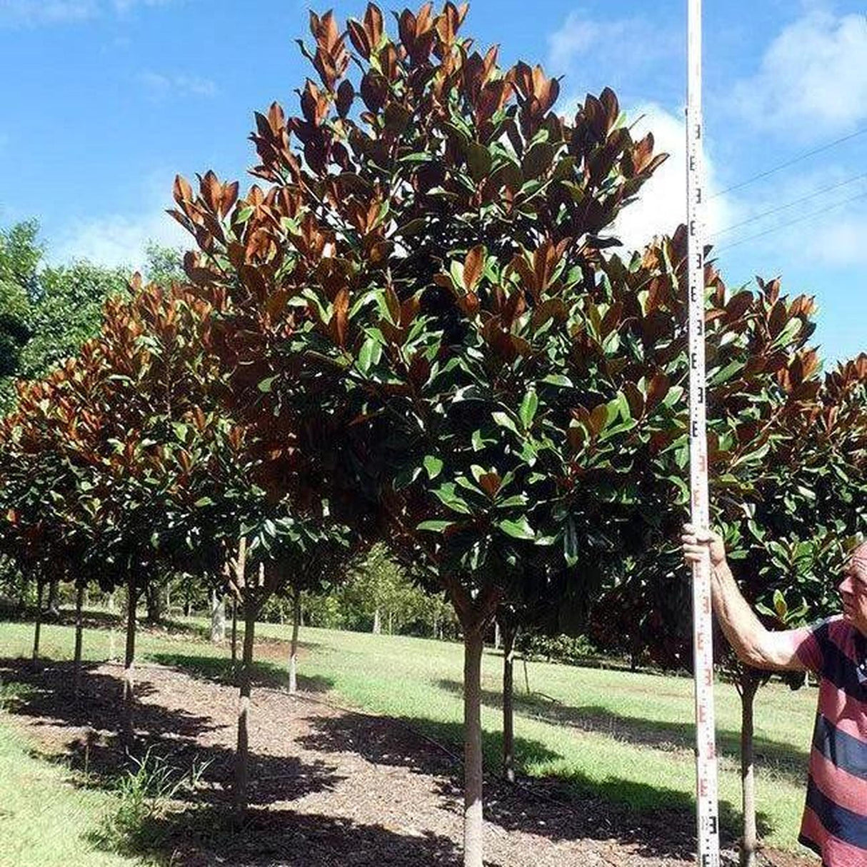Beside a row of neatly pruned Magnolia grandiflora ‘Coolwyn Gloss’ PBR, a person holds a measuring stick under the blue sky. These trees showcase shimmering leaves and are ideal for landscape projects due to their low water requirements.-Nursery Near Me