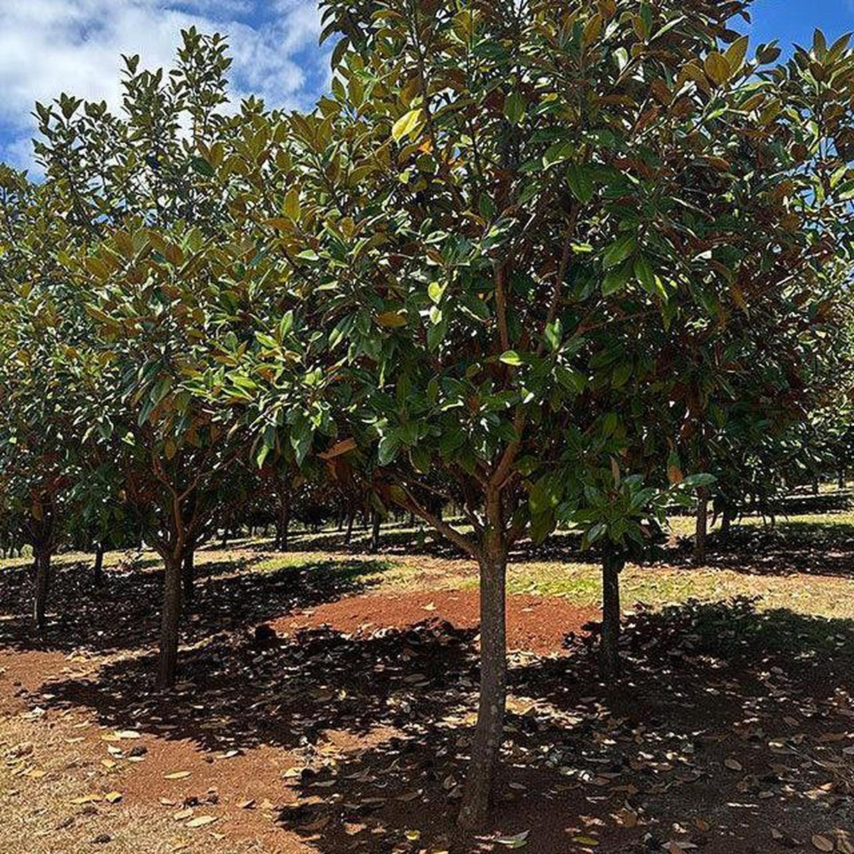 A grove of lush MAGNOLIA grandiflora ‘Exmouth’ trees with green and brown leaves on red soil under a partly cloudy sky, ideal for enhancing landscape projects.-Nursery Near Me