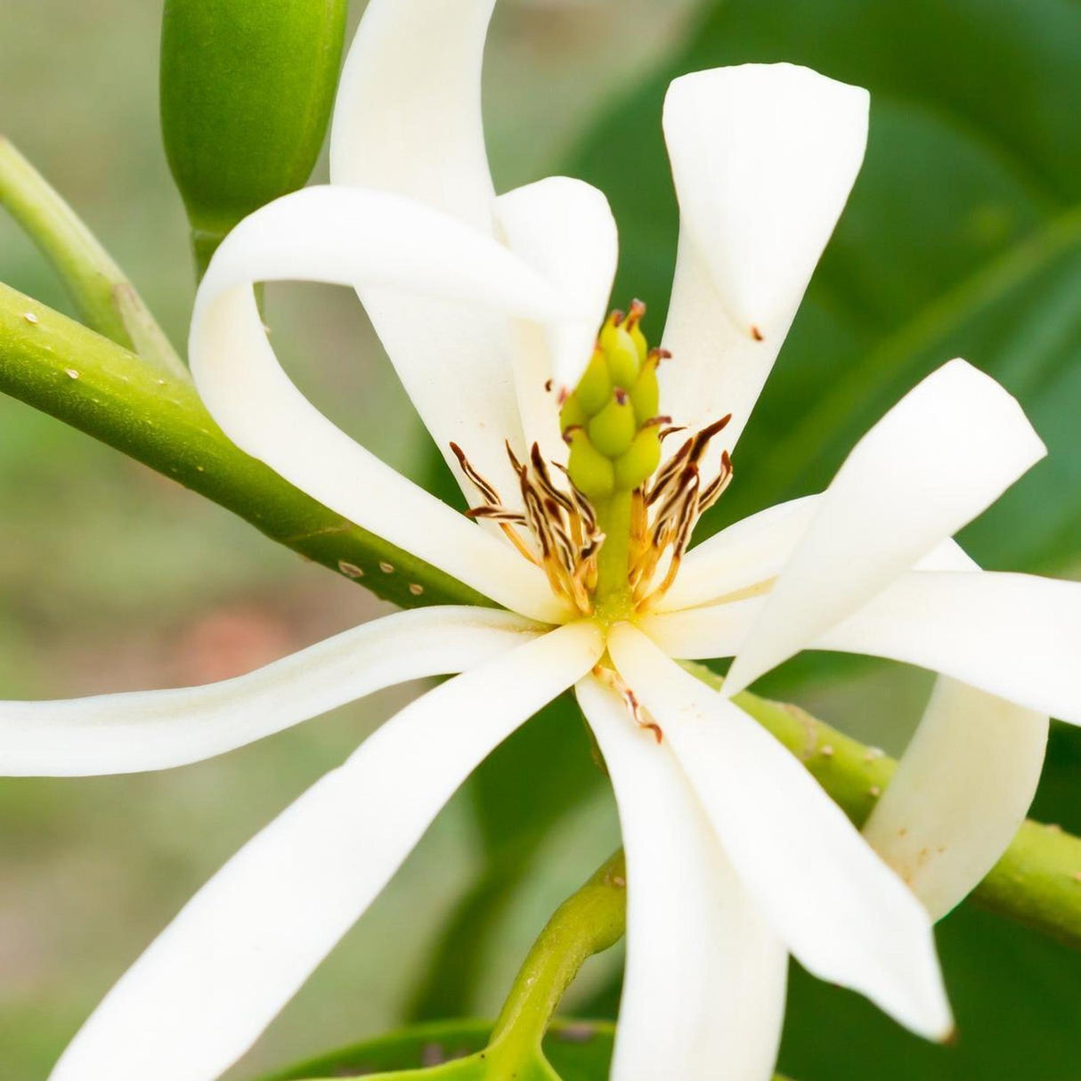 A close-up of MICHELIA alba (White Fragrant Magnolia) with elongated petals and green leaves is ideal for enhancing landscape projects.-Nursery Near Me