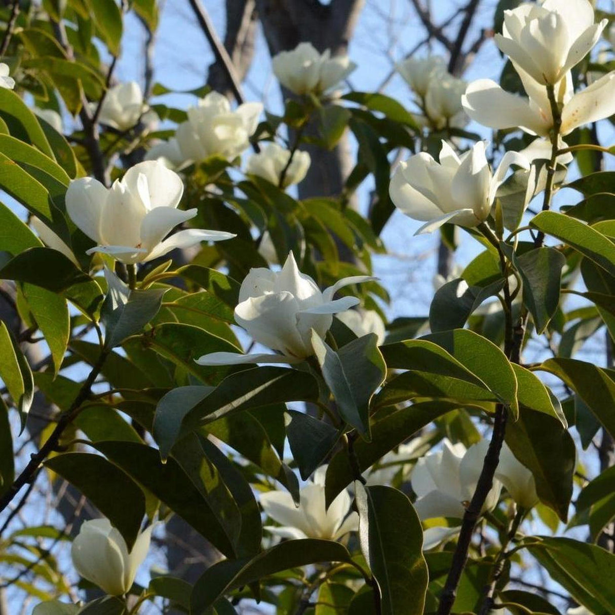 Maudiae Magnolia (MICHELIA maudiae), with its white blooms set against lush green leaves and a clear blue sky, beautifully enhances any landscape due to its low water needs.-Nursery Near Me