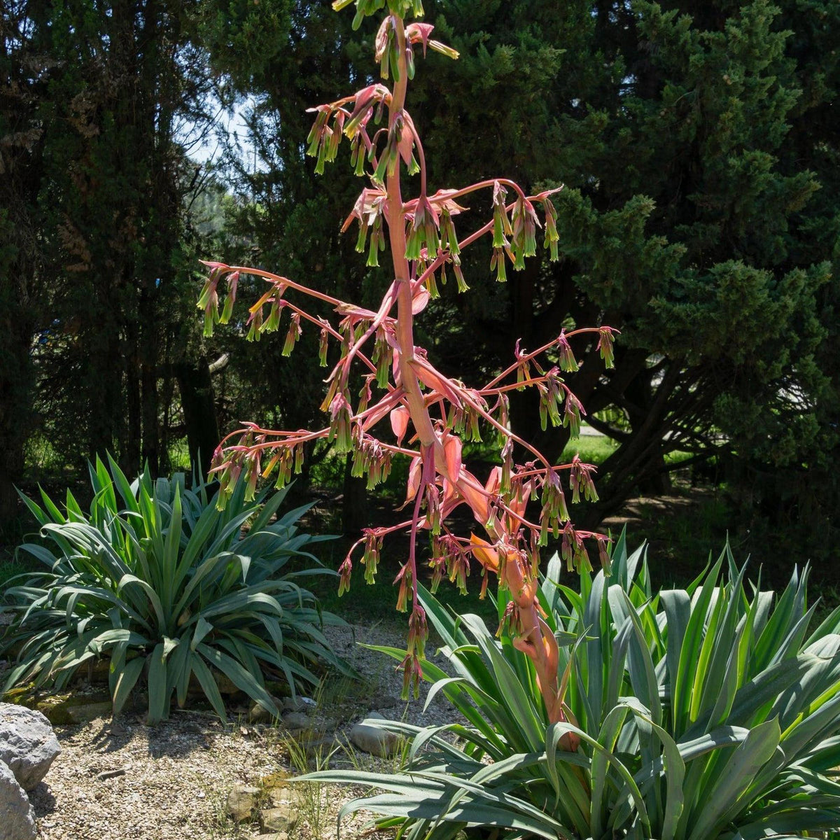 mexican lily flower Mexican Lily - Beschorneria yuccoides