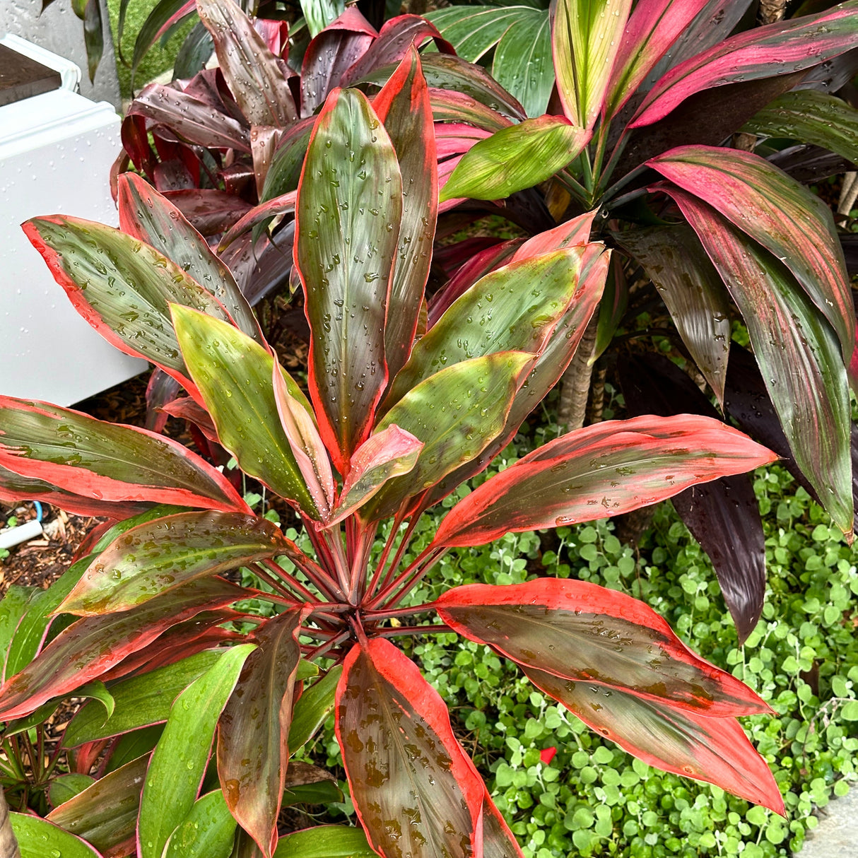 Vibrant Cordyline fruticosa 'New Conga' displays striking variegated green and red leaves glistening with raindrops, surrounded by lush small green groundcover.