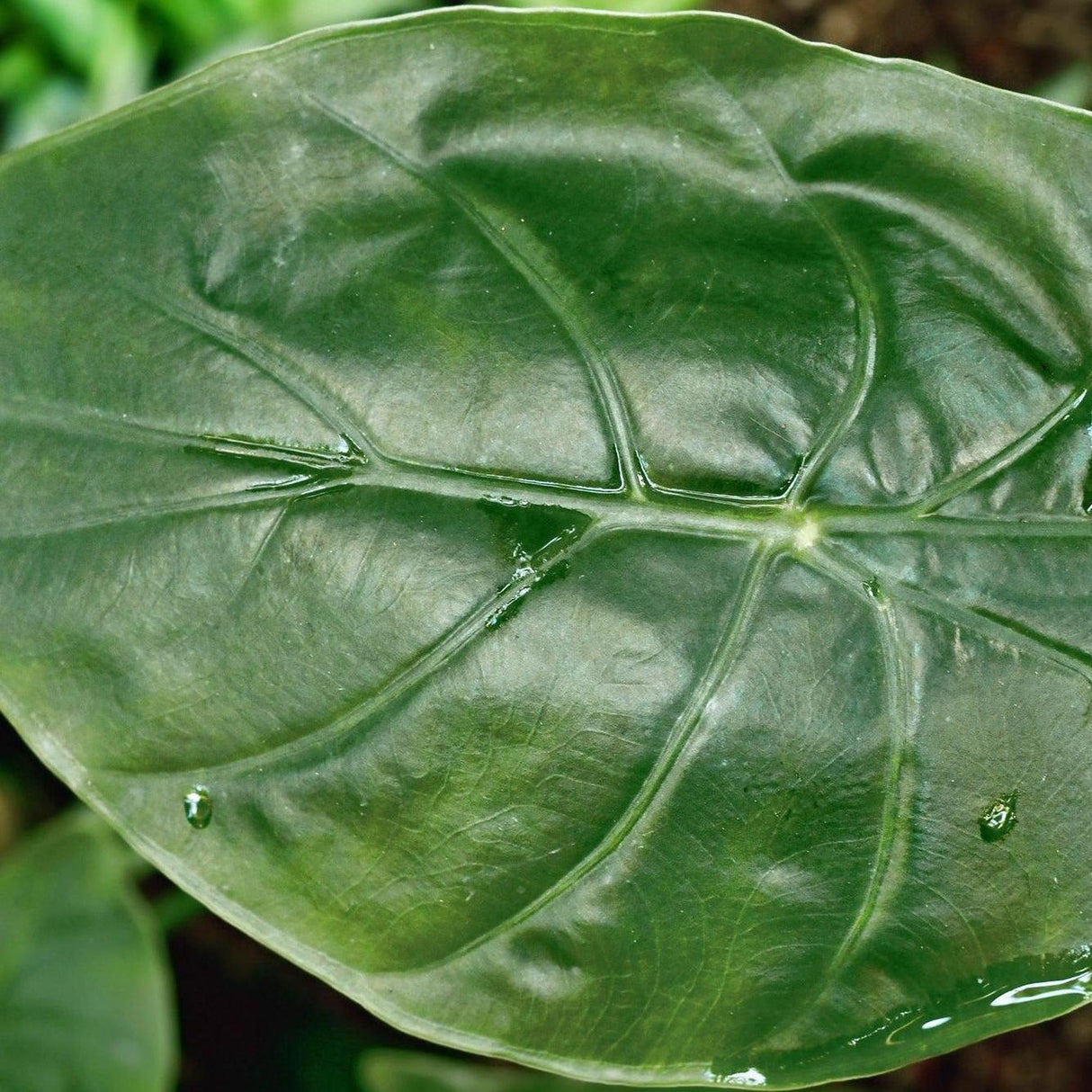 Close-up of a glossy green Aglaonema 'New Guinea Shield' leaf with prominent veins and water droplets, highlighting the striking beauty of this New Guinea Shield Plant.