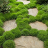 No Mow Grass