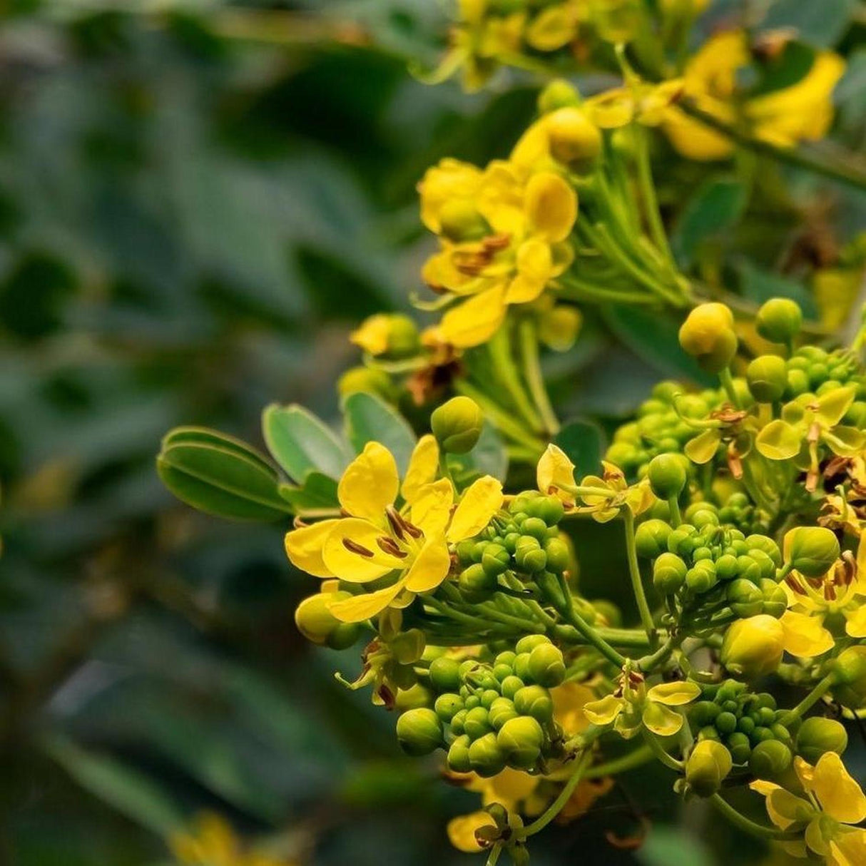The PELTOPHORUM pterocarpum (Yellow Poinciana) - Ex Ground features vibrant flowers and green buds, contrasting with a blurred green backdrop to inspire landscape projects.-Nursery Near Me