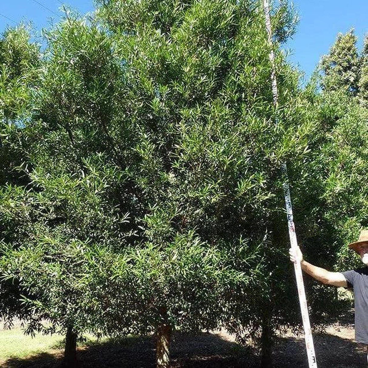A person in a hat holds a tall measuring stick next to a lush PODOCARPUS elatus (Brown Pine) - Ex Ground, adding instant landscape value with its vibrant greenery.-Nursery Near Me