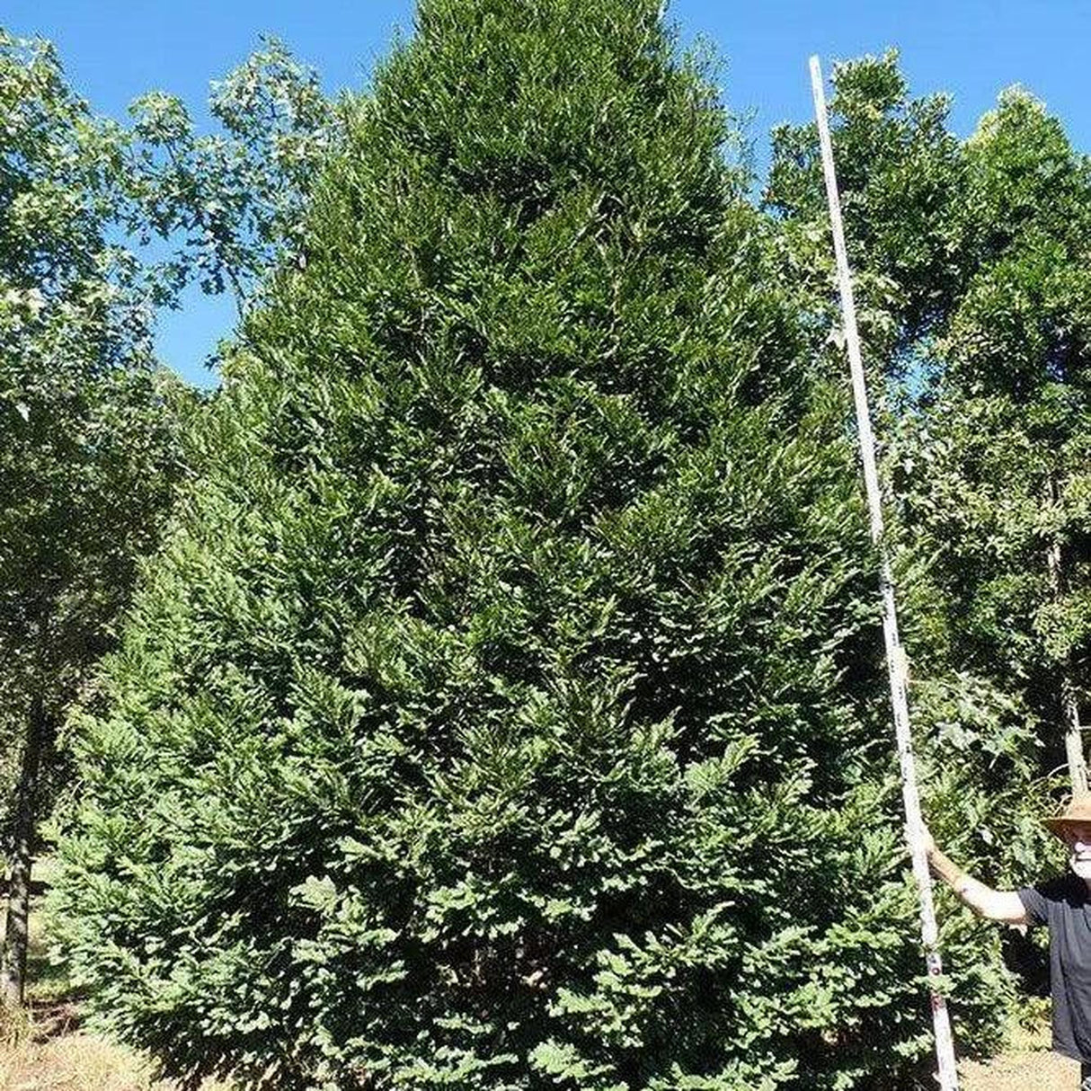 A towering Mt. Spurgeon Black Pine (PRUMNOPITYS ladei), from an advanced ex ground, stands lush and green in a forest as a person measures it with a tall pole.-Nursery Near Me