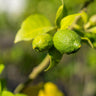 Persian Lime Tree