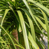 Ponytail Palm