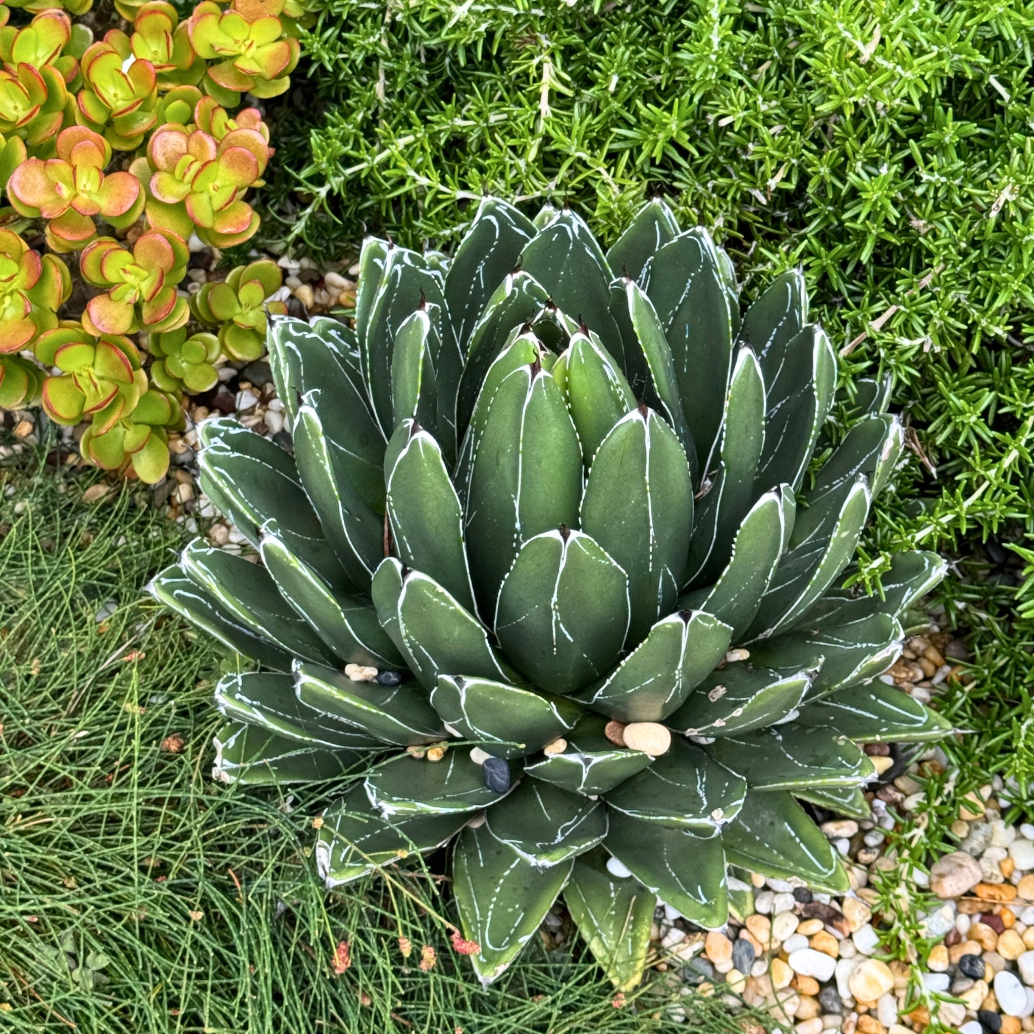 Agave victoriae-reginae 「special」 235 Queen-Victoria-Agave-Agave-
