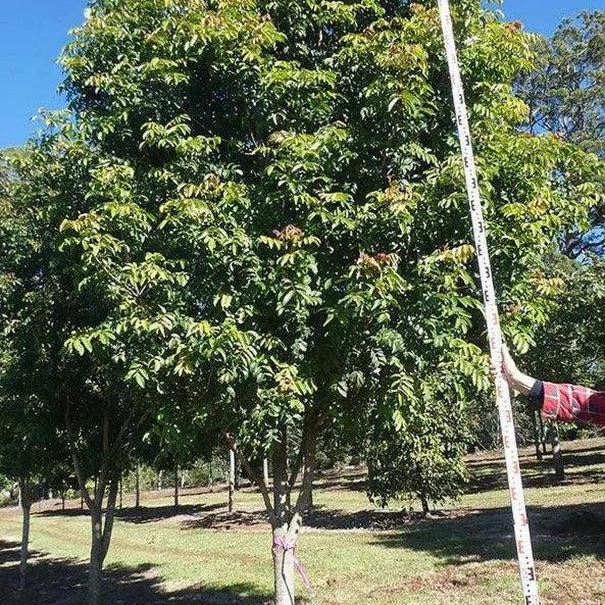 In a sunny outdoor setting, ideal for landscapes and streetscapes, someone holds a tall measuring stick beside the lush RHODOSPHAERA rhodanthema (Deep Yellow Wood) - Ex Ground tree.-Nursery Near Me