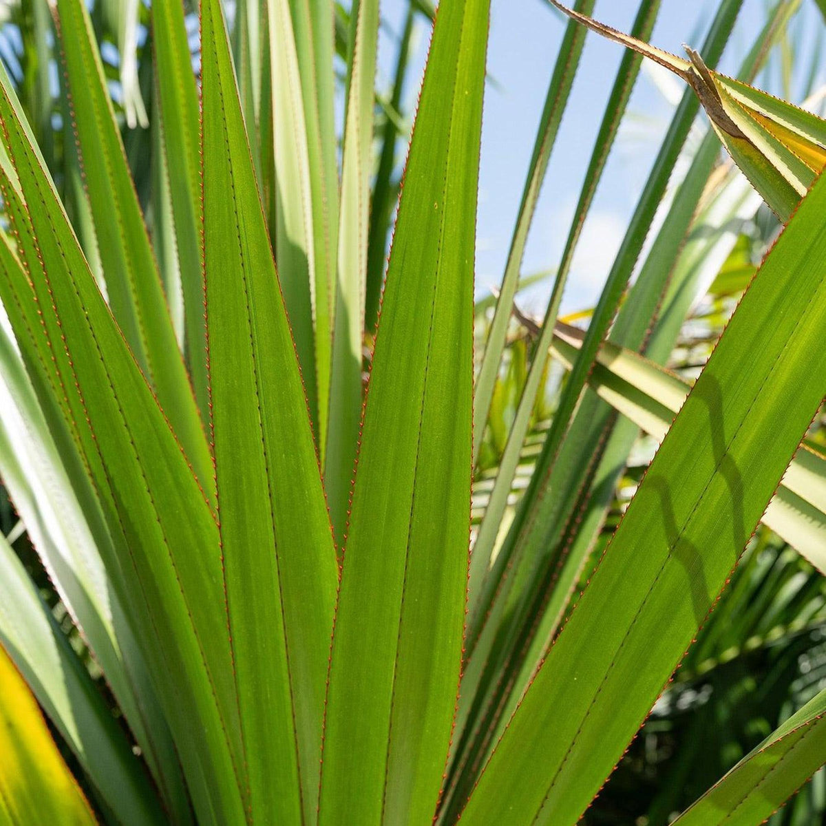 palm plant with red edges Red Edge Pandanus - Pandanus utilis 'Red Edge'