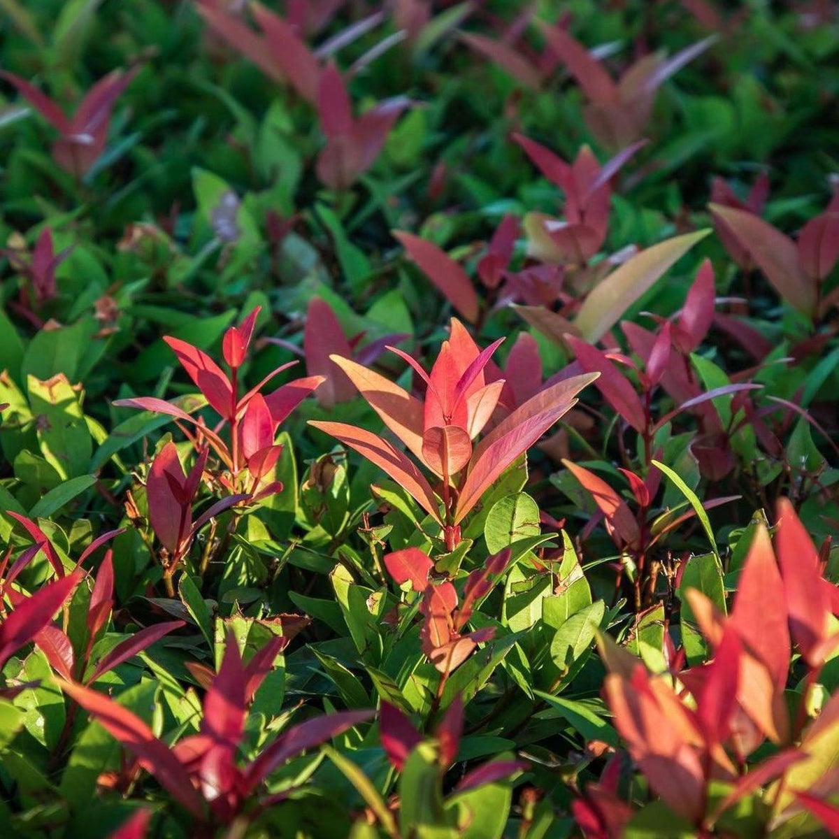 Robusta Photinia - Photinia robusta