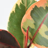 Ruby Rubber Plant