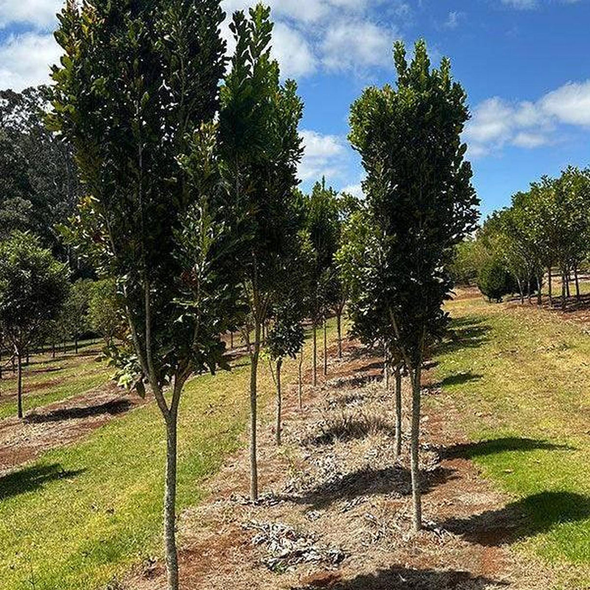 On a grassy slope, rows of young STENOCARPUS sinuatus (Firewheel Tree) - Ex Ground create a serene landscape project under a partly cloudy blue sky.-Nursery Near Me