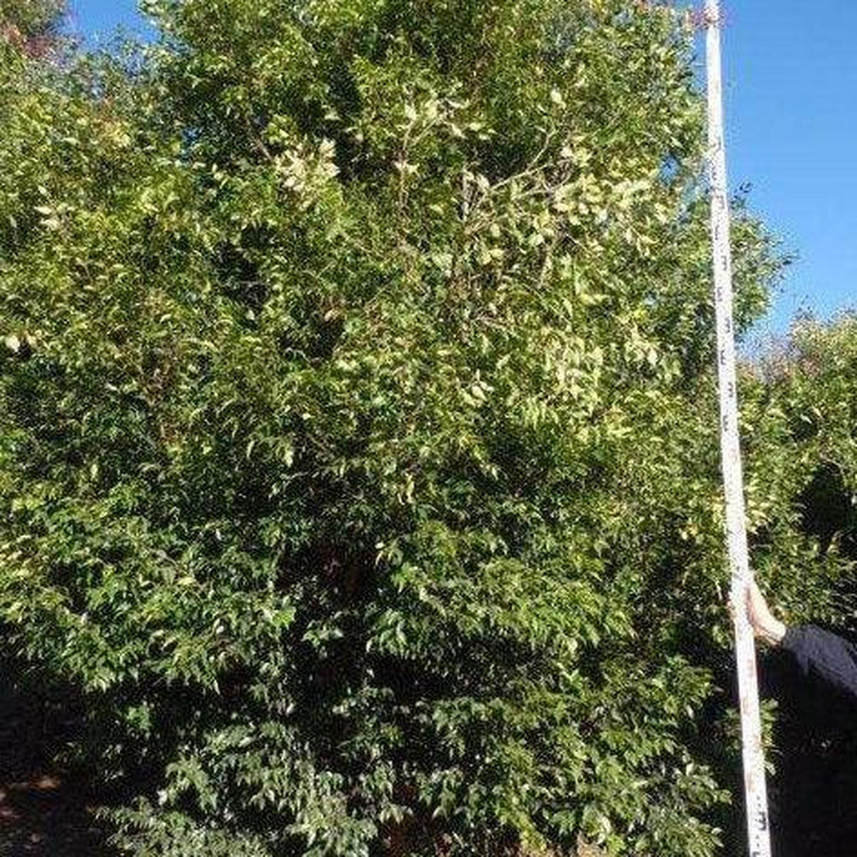 Under a clear sky, someone measures a tall, dense SYZYGIUM luehmannii (Small Leaved Lilly Pilly) using a long white pole, ideal for advanced ex ground tree landscape projects.-Nursery Near Me