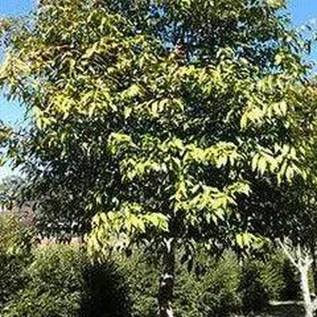 A SYZYGIUM tierneyanum (River Cherry) - Ex Ground with mixed green and yellow leaves complements a clear blue sky, ideal for landscape projects.-Nursery Near Me