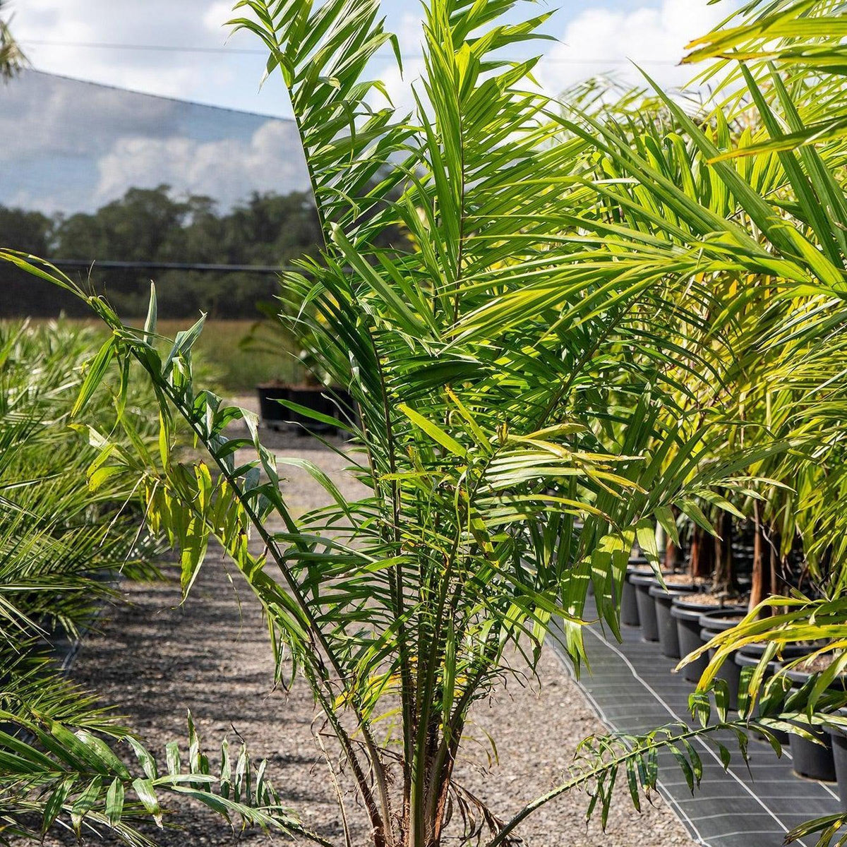 areca palm for sale south africa Senegal Date Palm - Phoenix reclinata